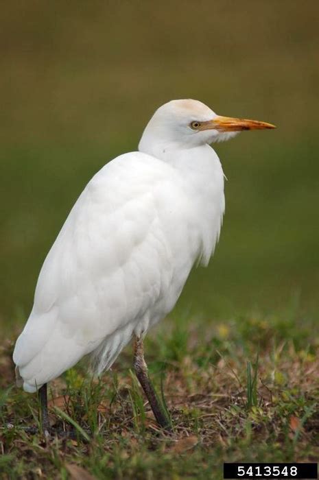 Cattle Egret - Bubulcus ibis - NatureWorks