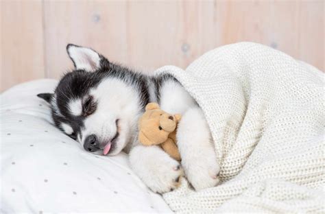 Use a sleep schedule to help your puppy adjust to a new home