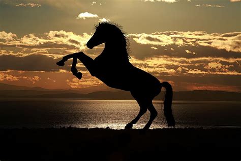 HD wallpaper: silhouette of horse near sea, sunset, light reflections ...