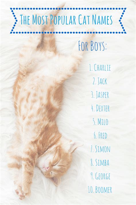 Cute Cat Names For Girls