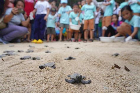 152 pawikan hatchlings released at Aboitiz Cleanergy Park ...