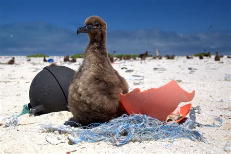 What is ocean plastic doing to marine animals? | CNN