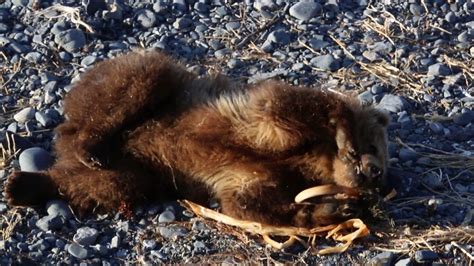 Kodiak Bear Cub Playing With Kelp On Beach - YouTube