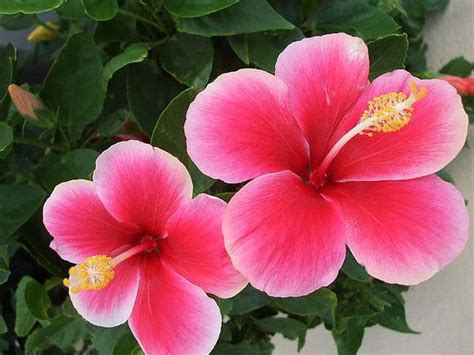 Hawaiian Flowers | Flowers, Hawaiian flowers, Flower pictures