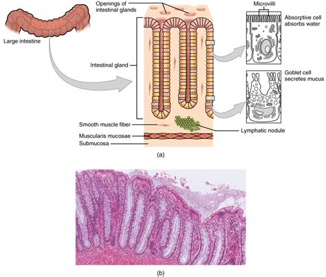 The Small and Large Intestines – Anatomical Basis of Injury