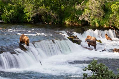 The Salmon Fishing Bears Of Brooks Falls, Katmai National Park, Alaska ...