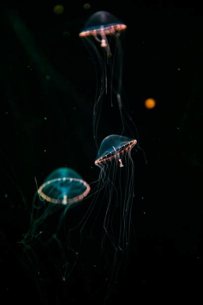 Bioluminescent Jellyfish Free Stock Photo - Public Domain Pictures