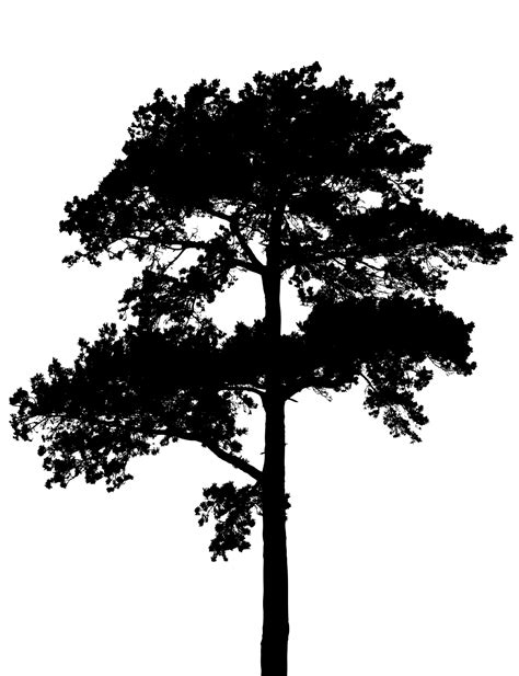 Free photo: tree silhouette - Nature, Painting, Plant - Free Download ...