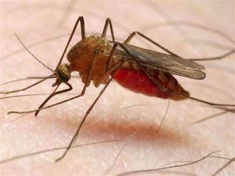 Using Mosquitoes To Put The Bite On Malaria : Shots - Health News : NPR