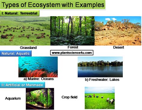 Ecosystem-Definition, Different types and Examples