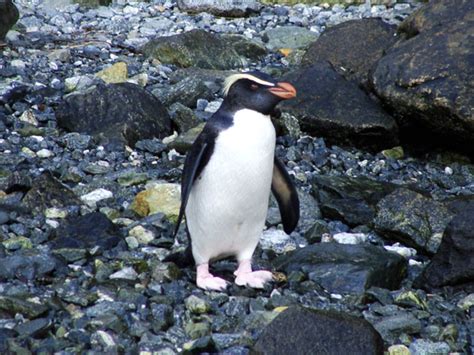 Milford Sound Wildlife | Milford Sound Select Trips & Tours