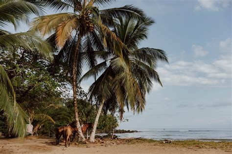 How To Get To Drake Bay From Sierpe, Uvita, San José, or Manuel Antonio ...