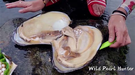 Incredible! I picked up a giant Australian pearl oyster, collecting ...