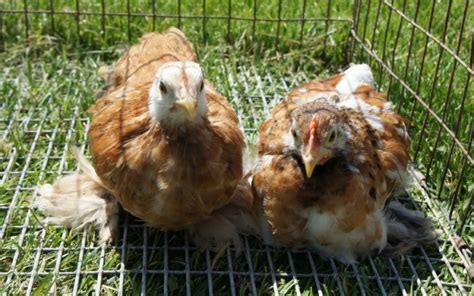 2012 Pair of Mille Fleur Cochins - Chickens : Cochin Bantam or Pekin