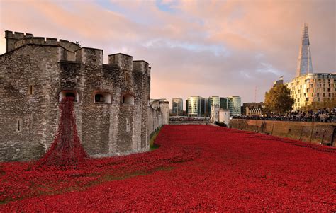 Images Poppies Remembrance Day - agnesaupair