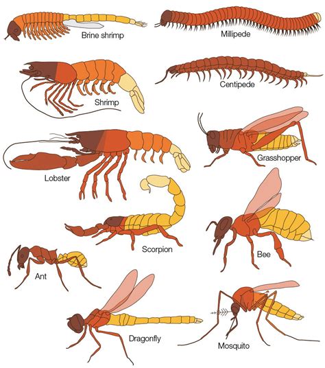 Homeotic Genes and Body Patterns