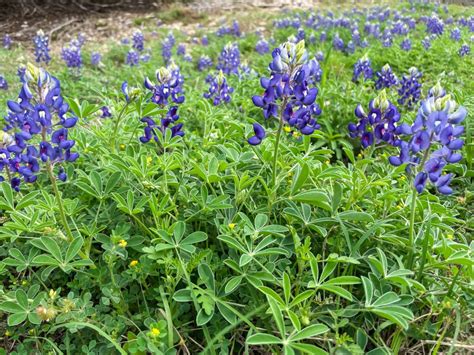 Beautiful Flower Farms in Texas for Flower Picking (2024) - VERY TRULY ...