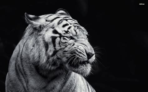 White Animal Wallpapers - 4k, HD White Animal Backgrounds on WallpaperBat