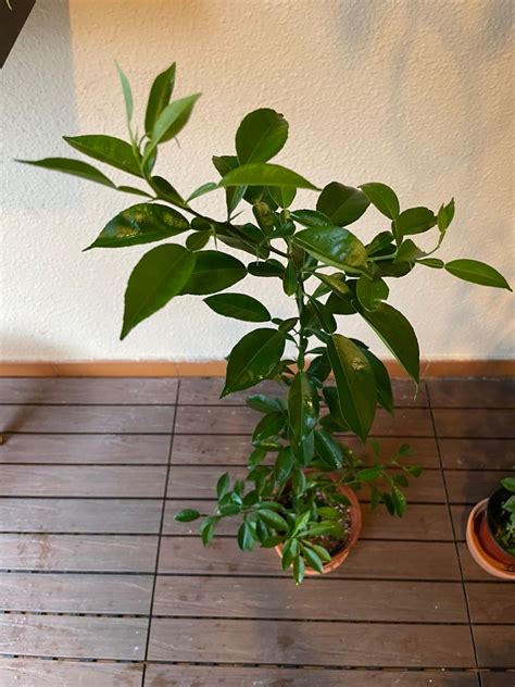 Japanese Yuzu plant (Citrus Junos), Furniture & Home Living, Gardening ...