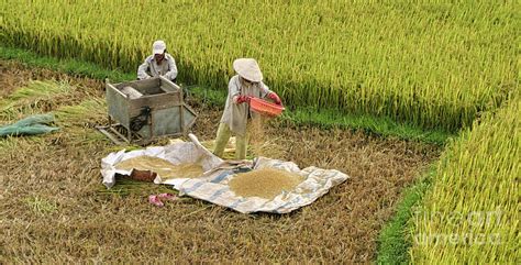 Vietnamese Rice Harvest Color Photograph by Chuck Kuhn - Pixels