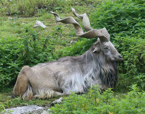 Species of the Week: markhor | One Earth