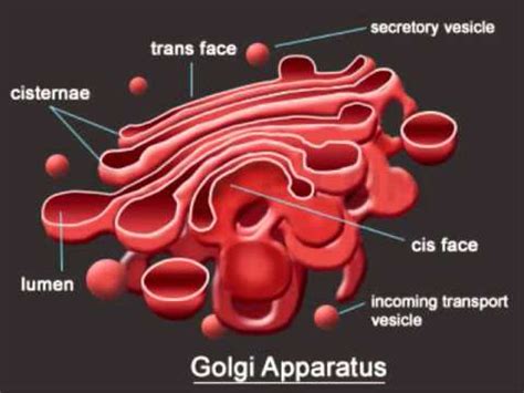 Golgi Apparatus - Definition, Function and Structure | Biology Dictionary