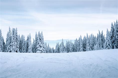 wallpaper snow, winter, trees, winter landscape, snowy HD : Widescreen ...