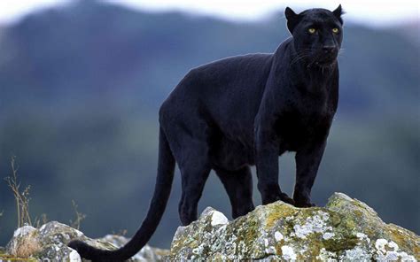 Image - Black Puma Wallpaper-03.jpeg | Animal Jam Clans Wiki | FANDOM ...