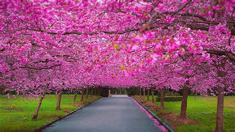 Road Between Pink Cherry Blossom Flowers Trees Green Grass Field ...