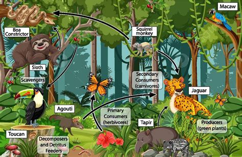 Diagrama Mostrando A Teia Alimentar Na Ilustração Da Floresta Tropical ...