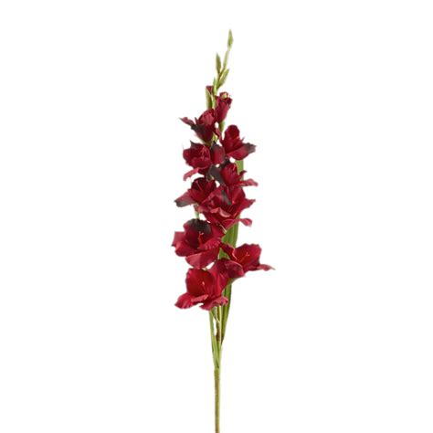 Red Gladiolus transparent PNG - StickPNG