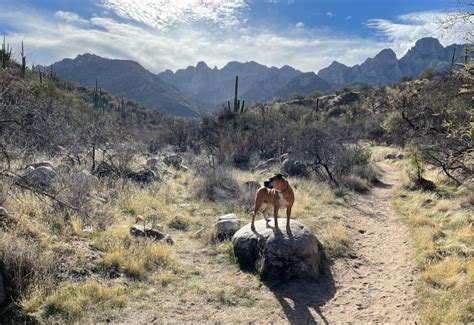 Two nights in Catalina State Park, AZ | AirstreamDog | Capitol reef ...