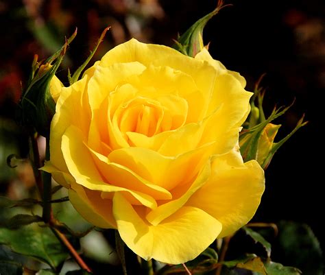 File:A Yellow Rose.jpg