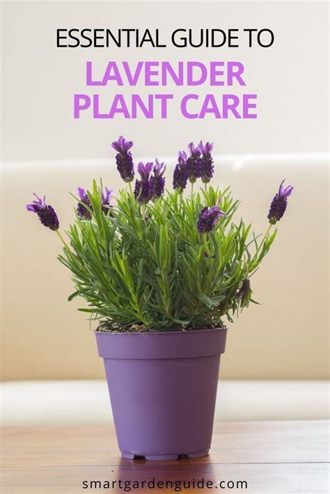 How to care for lavender indoors 9 essential tips – Artofit