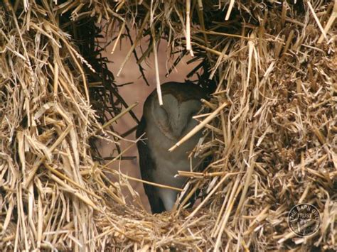 Barn Owl roosting and nesting places - The Barn Owl Trust