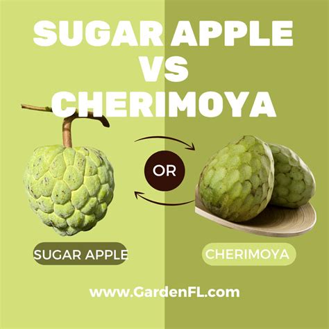 Sugar apple vs. cherimoya - Garden Florida