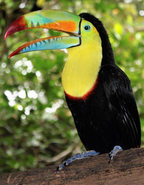 Keel-billed toucan : r/toucans