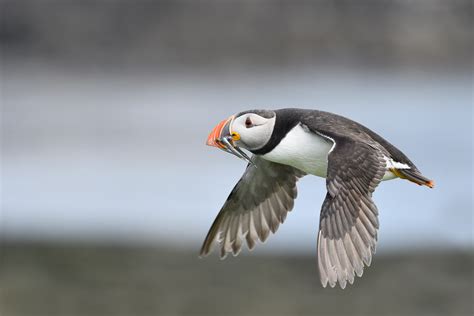 Puffin in flight : r/wildlifephotography