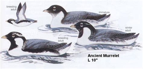 Ancient Murrelet -- Oregon Shore Birds