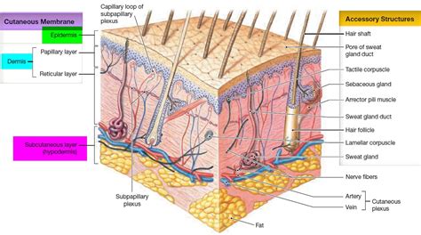 skin structure and layers | Integumentary system, Skin structure ...