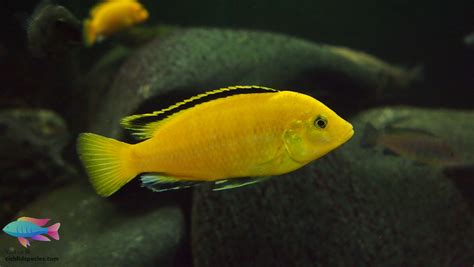 Types Of Cichlids