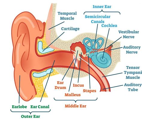 Ear Anatomy Model Labeled