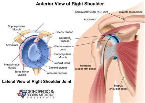 Shoulder Exercise Conditioning Program