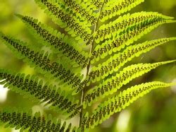 Fern Seed: A Fable?