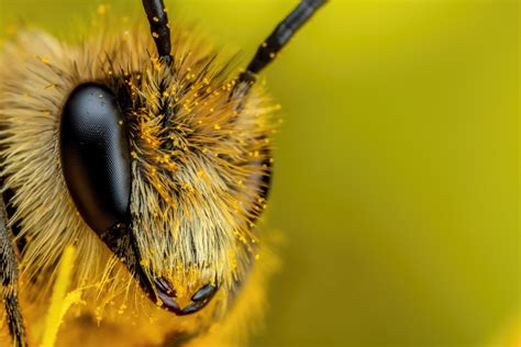 Solitary Bee III [6000x4000] [OC] : r/InsectPorn