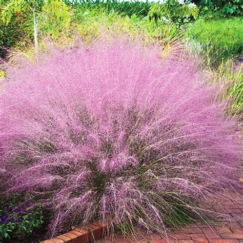 Muhly Pink Grass Ornamental Grasses at Lowes.com