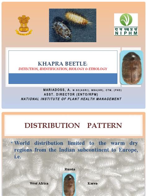 Khapra Beetle: Detection, Identification, Biology & Ethology | PDF ...