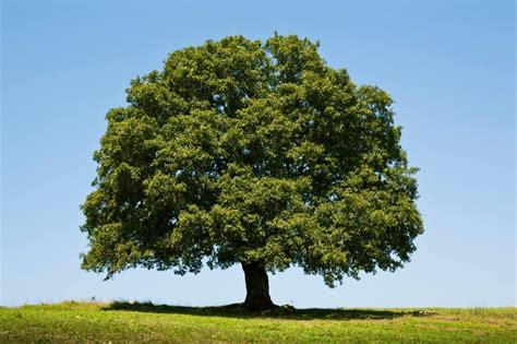 White Oak Tree Seeds for Planting | 5 Big Healthy Seeds | White Oak is ...