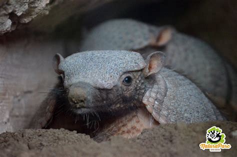 Armadillo Face Close Up