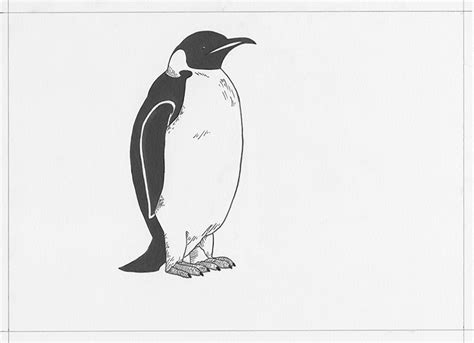 How To Draw An Emperor Penguin